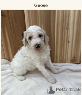 Foto №1. pudel (toy) - zum Verkauf in der Stadt Uccle | 580€ | Ankündigung № 176314