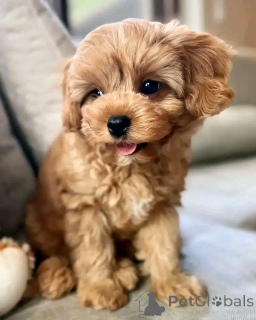 Foto №4. Ich werde verkaufen kavapu in der Stadt Berlin. züchter - preis - 500€