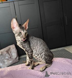Foto №1. cornish rex - zum Verkauf in der Stadt Bensheim | 350€ | Ankündigung № 174534
