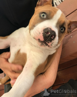 Foto №1. amerikanischer staffordshire terrier - zum Verkauf in der Stadt St. Petersburg | 450€ | Ankündigung № 101141