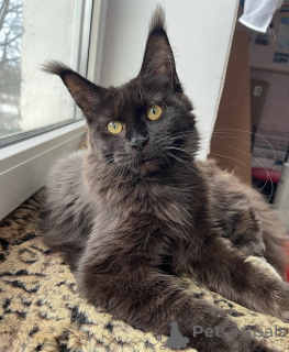 Foto №1. maine-coon-katze - zum Verkauf in der Stadt Baden-Baden | 990€ | Ankündigung № 163182