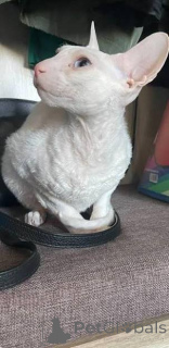 Foto №3. Registrierte Cornish Rex-Katze zur Adoption. Niederlande