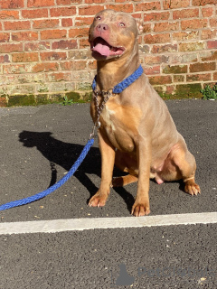 Foto №3. Amerikanischer Bully xl. Großbritannien