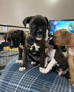 Foto №3. Boxer Valper Doe Adopsjon. Norwegen