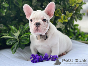 Zusätzliche Fotos: Schöne Französische Bulldogge Welpen Rüde und Hündin zu verkaufen