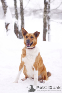 Foto №2 zu Ankündigung № 90656 zu verkaufen mischlingshund - einkaufen Russische Föderation aus dem tierheim