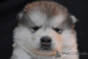 Foto №3. Alaskan Malamute Welpen. Serbien