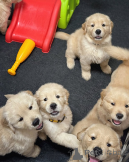 Foto №1. golden retriever - zum Verkauf in der Stadt Espoo | 350€ | Ankündigung № 174483