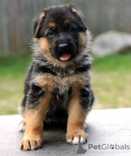 Foto №1. deutscher schäferhund - zum Verkauf in der Stadt Флорида Сити | 1063€ | Ankündigung № 138960