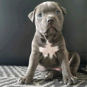 Foto №2 zu Ankündigung № 138996 zu verkaufen american pit bull terrier - einkaufen USA züchter