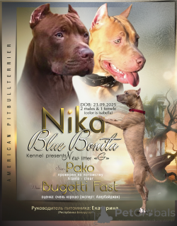 Foto №2 zu Ankündigung № 163974 zu verkaufen american pit bull terrier - einkaufen Aserbaidschan vom kindergarten, züchter