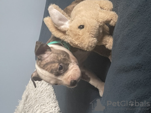 Foto №1. american bully - zum Verkauf in der Stadt Września | 4000€ | Ankündigung № 77296