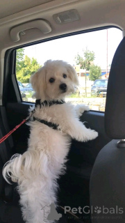 Foto №2 zu Ankündigung № 166002 zu verkaufen malteser - einkaufen Swasiland 