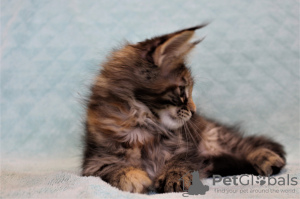Foto №3. Maine Coon (Kätzchen). Russische Föderation