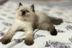 Foto №3. Chatons im Himalaja sind sofort verfügbar.. Belgien