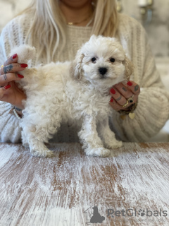 Foto №3. FCI Pudelspielzeug - Junge. Polen