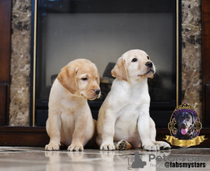 Foto №4. Ich werde verkaufen labrador retriever in der Stadt Kharkov. vom kindergarten, züchter - preis - 607€