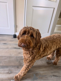 Foto №2 zu Ankündigung № 157669 zu verkaufen labradoodle - einkaufen Italien quotient 	ankündigung