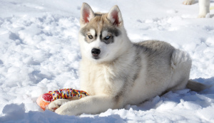 Foto №1. siberian husky - zum Verkauf in der Stadt Tjumen | verhandelt | Ankündigung № 1676