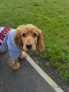 Foto №2 zu Ankündigung № 169613 zu verkaufen english cocker spaniel - einkaufen Deutschland quotient 	ankündigung