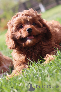 Foto №1. kavapu - zum Verkauf in der Stadt Minsk | 1400€ | Ankündigung № 153922