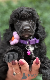 Foto №1. pudel (zwerg) - zum Verkauf in der Stadt Belgrad | verhandelt | Ankündigung № 139128
