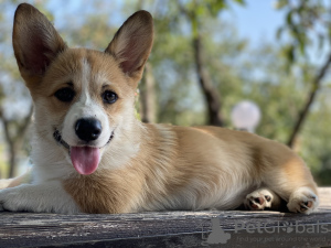 Foto №1. welsh corgi - zum Verkauf in der Stadt Saratov | verhandelt | Ankündigung № 64582