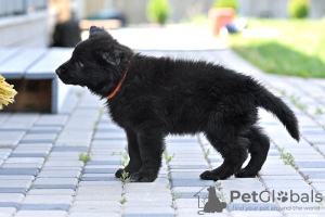Foto №4. Ich werde verkaufen deutscher schäferhund in der Stadt Лесковка. quotient 	ankündigung - preis - 288€