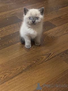 Foto №4. Ich werde verkaufen britisch langhaar in der Stadt Braunschweig. quotient 	ankündigung - preis - 380€