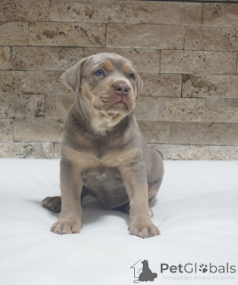 Foto №2 zu Ankündigung № 155448 zu verkaufen american pit bull terrier - einkaufen Serbien 