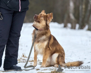 Foto №4. Ich werde verkaufen  in der Stadt Москва. quotient 	ankündigung - preis - Frei