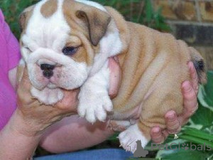 Foto №1. englische bulldogge - zum Verkauf in der Stadt Kaunas | verhandelt | Ankündigung № 175926