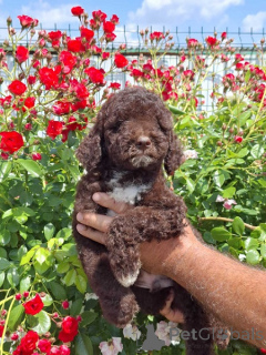Foto №4. Ich werde verkaufen lagotto romagnolo in der Stadt Neuer Garten. züchter - preis - verhandelt