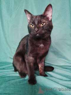 Foto №2 zu Ankündigung № 161656 zu verkaufen  - einkaufen Russische Föderation 