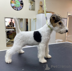 Foto №2 zu Ankündigung № 152370 zu verkaufen mischlingshund - einkaufen USA züchter