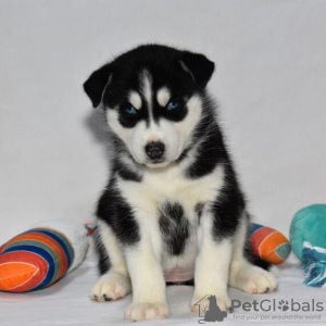 Foto №4. Ich werde verkaufen siberian husky in der Stadt Даллас. quotient 	ankündigung - preis - 473€