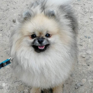 Foto №4. Ich werde verkaufen mischlingshund in der Stadt Jaroslawl. züchter - preis - 540€