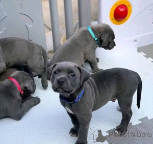 Foto №2 zu Ankündigung № 156760 zu verkaufen cane corso italiano - einkaufen Deutschland 