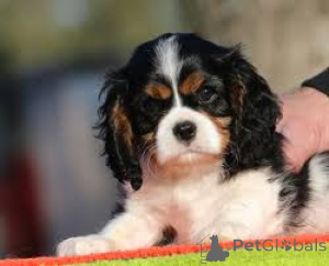 Foto №3. Myytävät cavalierkingcharlesinspanielin pentuja. Finnland