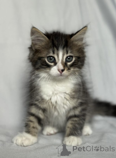 Foto №1.  - zum Verkauf in der Stadt Москва | Frei | Ankündigung № 142152