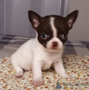 Zusätzliche Fotos: Chihuahua Schokoladenjunge