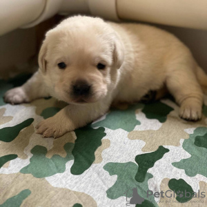 Foto №3. EIN GOLDEN RETRIEVER LABRADOR WELPE. Spanien