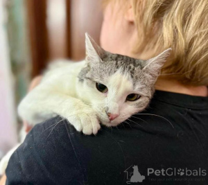 Foto №4. Ich werde verkaufen  in der Stadt Moskwa. quotient 	ankündigung - preis - Frei