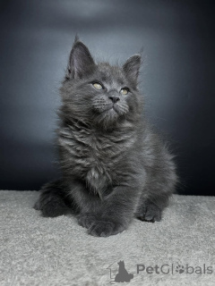 Foto №3. Lernen Sie Leo kennen, unseren majestätischen kleinen Löwen mit einem Herzen. Deutschland