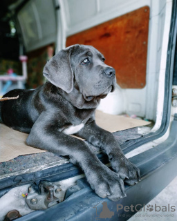 Foto №1. cane corso italiano - zum Verkauf in der Stadt Oslo | 600€ | Ankündigung № 80678