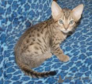 Foto №3. Chatons Ocicat verfügbar à la vente.. Belgien