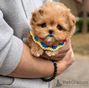 Foto №3. Maltipoo-Welpe. USA