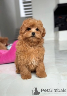 Foto №3. Weibliche Malteserin. Ukraine