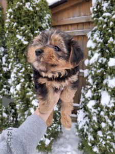 Foto №4. Ich werde verkaufen biewer terrier, yorkshire terrier in der Stadt Tallinn. quotient 	ankündigung, vom kindergarten, züchter - preis - 650€