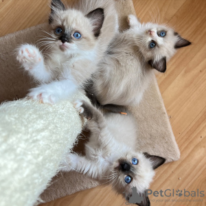 Foto №1.  - zum Verkauf in der Stadt Rom | verhandelt | Ankündigung № 133540